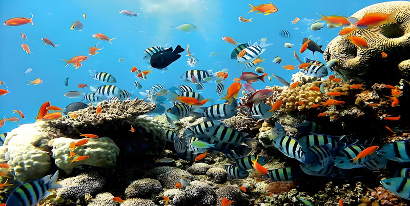 Blue Lagoon Snorkeling